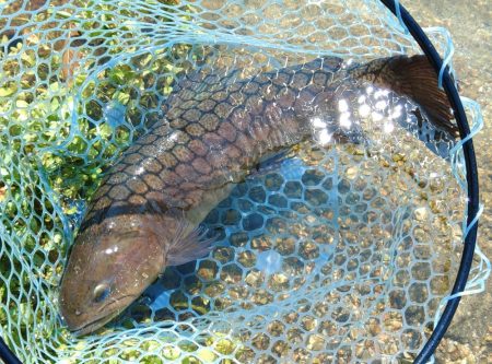 イトウが釣れた！ ～フィシングパーク高島の泉～